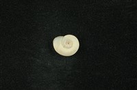 藏品(臺灣類扁蜷)的圖片